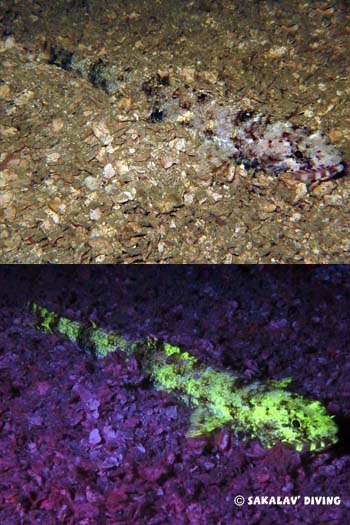 synodus en plongée de nuit fluo à Nosy Be